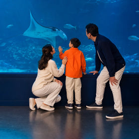 Aquarium Awe
