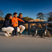 Child pointing at penguins with parents at a zoo habitat rail, Family Time Magic experience gift