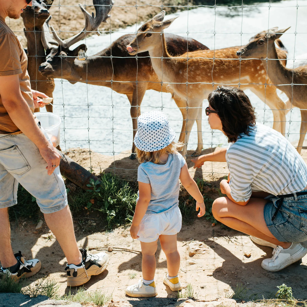Parents and a small child feeding fallow deer through a fence at an animal park