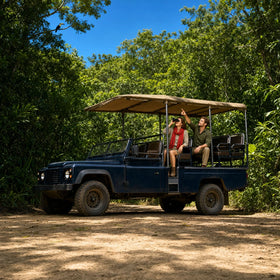 Jungle Safari Collection