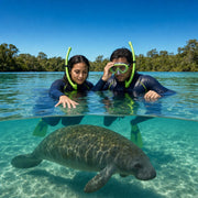 Snorkeling couple watching a manatee drift below in a clear spring, Manatee & Marine Life Tour experience gift