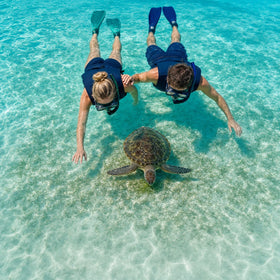 Sea Turtle Encounter Collection