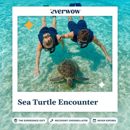 Everwow Sea Turtle Encounter experience gift photo in a frame, turtle grazing below snorkelers
