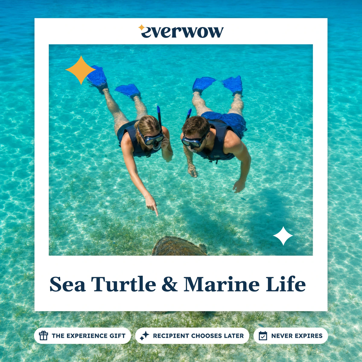 Everwow Sea Turtle & Marine Life experience gift photo in a frame, snorkelers above a turtle