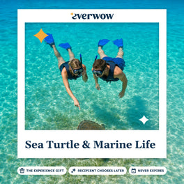 Everwow Sea Turtle & Marine Life experience gift photo in a frame, snorkelers above a turtle