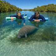 Couple floating still above a manatee grazing in a clear Florida spring, Snorkel with Manatees experience gift
