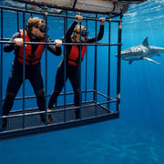 Couple in a floating cage watching a shark glide past in sunlit blue water, Snorkel with Sharks experience gift