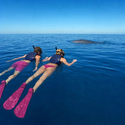 Two swimmers watching a whale shark's spotted back from a distance, Snorkel with Whale Sharks experience gift