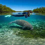 Swimmer floating still above a manatee grazing in a clear Florida spring, Swim with Manatees experience gift
