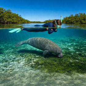 Swim with Manatees Collection