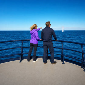 Whale Watching Experience Collection